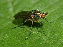 Long-legged Fly